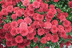 Chery Red Chrysanthemum (Chrysanthemum 'Cherry Red') at Lakeshore Garden Centres