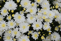 Bridal White Chrysanthemum (Chrysanthemum 'Bridal White') at A Very Successful Garden Center