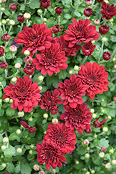 Power Red Chrysanthemum (Chrysanthemum 'Power Red') at A Very Successful Garden Center