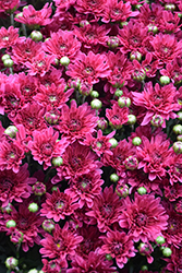 Stellar Purple Chrysanthemum (Chrysanthemum 'Stellar Purple') at Stonegate Gardens