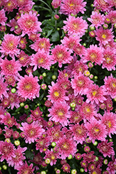 Stellar Pink Chrysanthemum (Chrysanthemum 'Stellar Pink') at A Very Successful Garden Center
