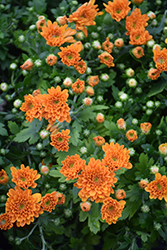 Mumosa Orange Chrysanthemum (Chrysanthemum 'Mumosa Orange') at A Very Successful Garden Center