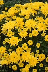Morgana Yellow Chrysanthemum (Chrysanthemum 'Morgana Yellow') at Stonegate Gardens