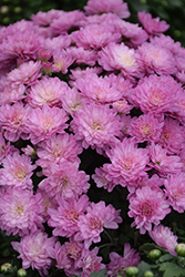 Gigi Dark Pink Chrysanthemum (Chrysanthemum 'Gigi Dark Pink') at A Very Successful Garden Center