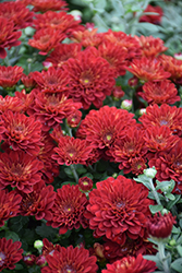 Samantha Red Chrysanthemum (Chrysanthemum 'Samantha Red') at A Very Successful Garden Center