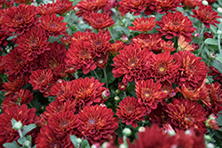 Soul Sister Red Chrysanthemum (Chrysanthemum 'Soul Sister Red') at A Very Successful Garden Center