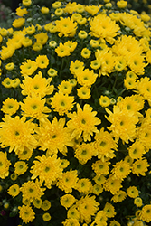Cruise Yellow Chrysanthemum (Chrysanthemum 'Cruise Yellow') at Stonegate Gardens