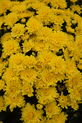 Stellar Yellow Chrysanthemum (Chrysanthemum 'Stellar Yellow') at A Very Successful Garden Center