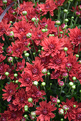 Mumma Mia Red Chrysanthemum (Chrysanthemum 'Mumma Mia Red') at Stonegate Gardens