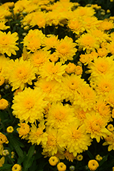 Venos Yellow Chrysanthemum (Chrysanthemum 'Venos Yellow') at A Very Successful Garden Center