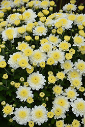 Belgian Mums Staviski White Chrysanthemum (Chrysanthemum 'Staviski White') at A Very Successful Garden Center