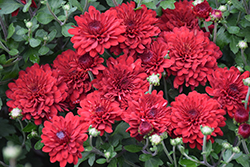 Radiant Red Chrysanthemum (Chrysanthemum 'Zanmuradiant') at A Very Successful Garden Center