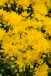 Yolanda Yellow Chrysanthemum (Chrysanthemum 'Yolanda Yellow') at A Very Successful Garden Center
