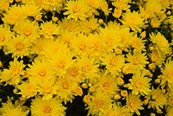 Honeyblush Yellow Chrysanthemum (Chrysanthemum 'Honeyblush Yellow') at A Very Successful Garden Center