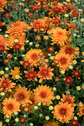 Balance Bronze Bicolor Chrysanthemum (Chrysanthemum 'Balance Bronze Bicolor') at Stonegate Gardens
