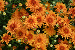Beverly Orange Chrysanthemum (Chrysanthemum 'Beverly Orange') at Stonegate Gardens
