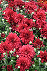 Red Hots Chrysanthemum (Chrysanthemum 'Red Hots') at A Very Successful Garden Center