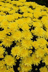 Goal Yellow Chrysanthemum (Chrysanthemum 'Goal Yellow') at Stonegate Gardens