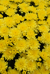 Beach Yellow Chrysanthemum (Chrysanthemum 'Beach Yellow') at A Very Successful Garden Center