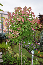 Quick Fire Hydrangea (tree form) (Hydrangea paniculata 'Bulk') at Stonegate Gardens