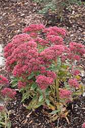 Munstead Dark Red Stonecrop (Sedum telephium 'Munstead Dark Red') at A Very Successful Garden Center