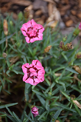 EverLast Red plus Pink Pinks (Dianthus 'EverLast Red plus Pink') at Stonegate Gardens