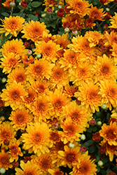 Soul Sister Orange Chrysanthemum (Chrysanthemum 'Soul Sister Orange') at A Very Successful Garden Center