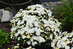 Bridal White Chrysanthemum (Chrysanthemum 'Bridal White') at Stonegate Gardens