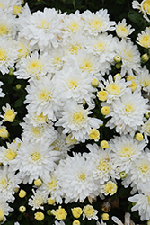 Cheryl Frosty White Chrysanthemum (Chrysanthemum 'Cheryl Frosty White') at Lakeshore Garden Centres
