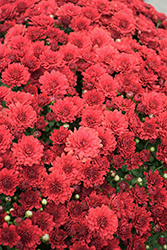 Seaside Red Chrysanthemum (Chrysanthemum 'Seaside Red') at Lakeshore Garden Centres