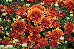 Copper Coin Bronze Chrysanthemum (Chrysanthemum 'Zanmucopper') at A Very Successful Garden Center