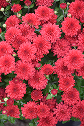 Red Ryder Chrysanthemum (Chrysanthemum 'Red Ryder') at A Very Successful Garden Center