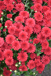 Cheryl Jolly Red Chrysanthemum (Chrysanthemum 'Cheryl Jolly Red') at Lakeshore Garden Centres