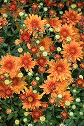 Arluno Orange Chrysanthemum (Chrysanthemum 'Arluno Orange') at Stonegate Gardens