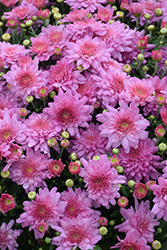 Homerun Pink Chrysanthemum (Chrysanthemum 'Homerun Pink') at A Very Successful Garden Center