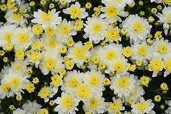Chelsey White Chrysanthemum (Chrysanthemum 'Chelsey White') at Stonegate Gardens