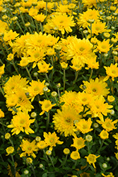 Beverly Gold Chrysanthemum (Chrysanthemum 'Beverly Gold') at Lakeshore Garden Centres