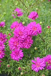 Marie III Dark Pink Aster (Symphyotrichum novi-belgii 'Marie III Dark Pink') at A Very Successful Garden Center