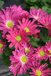Apple Valley Pink Bicolor Chrysanthemum (Chrysanthemum 'Apple Valley Pink Bicolor') at Stonegate Gardens