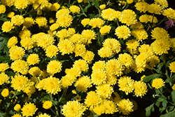 Jasoda Yellow Chrysanthemum (Chrysanthemum 'Jasoda Yellow') at Lakeshore Garden Centres