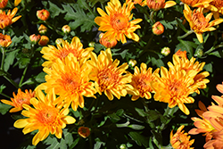 Newport Bronze Bicolor Chrysanthemum (Chrysanthemum 'Newport Bronze Bicolor') at Lakeshore Garden Centres