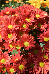 Fire Island Red Bicolor Chrysanthemum (Chrysanthemum 'Fire Island Red Bicolor') at Stonegate Gardens