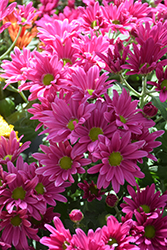 Roanoke Dark Pink Chrysanthemum (Chrysanthemum 'Roanoke Dark Pink') at Lakeshore Garden Centres