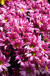 Breeze Cassis Chrysanthemum (Chrysanthemum 'Breeze Cassis') at A Very Successful Garden Center