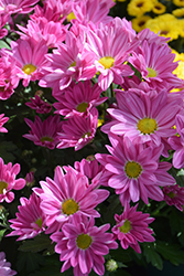Roanoke Pink Chrysanthemum (Chrysanthemum 'Roanoke Pink') at A Very Successful Garden Center