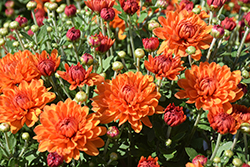 Autumn Spice Igloo Chrysanthemum (Chrysanthemum 'Autumn Spice Igloo') at A Very Successful Garden Center