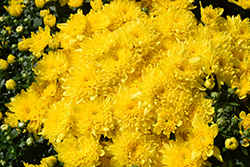 Party Yellow Chrysanthemum (Chrysanthemum 'Party Yellow') at A Very Successful Garden Center