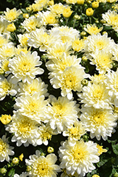 Wilma White Chrysanthemum (Chrysanthemum 'Wilma White') at A Very Successful Garden Center