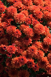 Reef Bronze Chrysanthemum (Chrysanthemum 'Reef Bronze') at Lakeshore Garden Centres