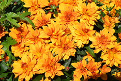 Goal Light Bronze Chrysanthemum (Chrysanthemum 'Goal Light Bronze') at Stonegate Gardens
